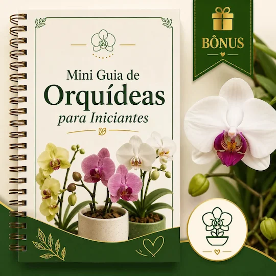 Mini Guia de Orquídeas para Iniciantes 🌸